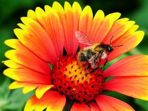 Bee Pollination Flower - Free photo on Pixabay