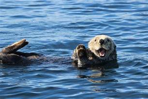 Sea Otter near Alaska | Sea Otter at Rest