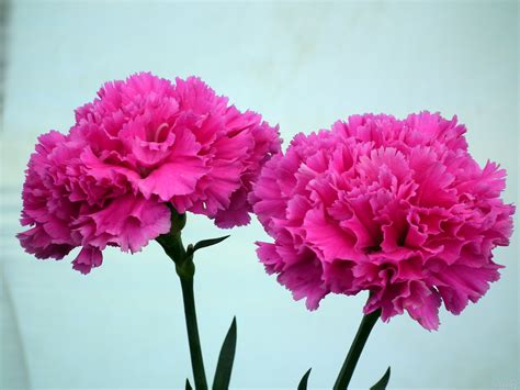 Beautiful Pink Carnation Flower « Wallpaper Tadka