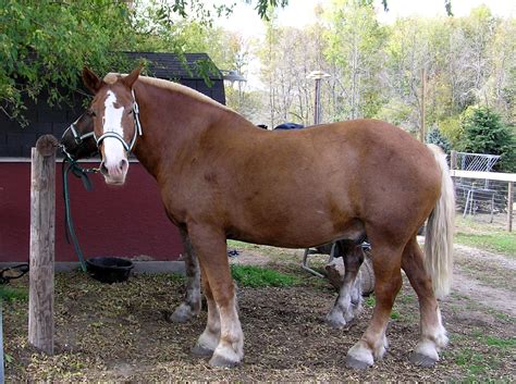 File:Belgian draft horse.jpg - Wikimedia Commons