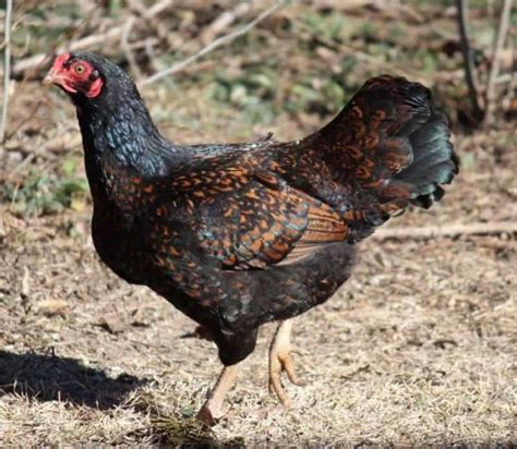 Cornish Chicken: The #1 Heritage Meat Breed