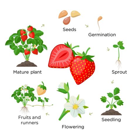 Strawberry Seeds - All You Need To Know (Updated 2022)