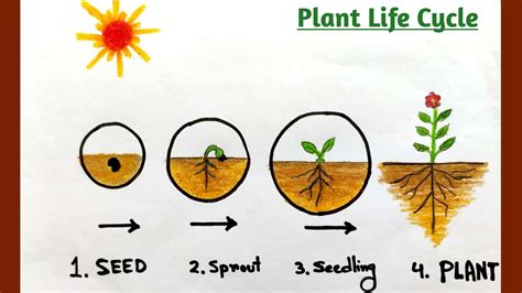 Life Cycle Of A Plant For Kids Diagram