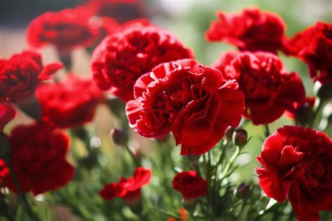 Red Carnation Flower Meaning, Symbolism & Spiritual Significance - Foliage Friend - Learn About ...