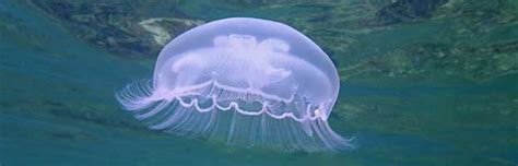 Moon Jellyfish | Animal Facts and Information