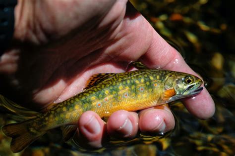 Wild Brook Trout Fishing in New Hampshire’s White Mountains River Fishing