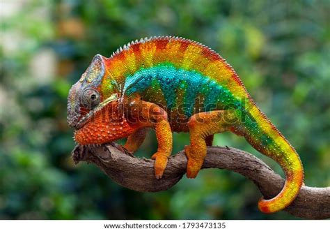 6,925 Panther Chameleon Images, Stock Photos, 3D objects, & Vectors | Shutterstock