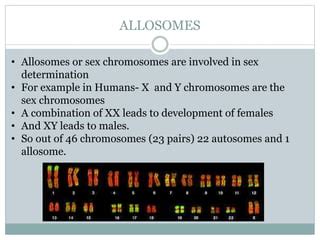 Chromosomes structure and morphology | PPT