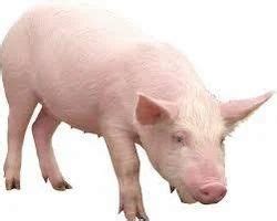 Landrace Breed Pig at best price in Solapur by Old Town Pigs Farm | ID: 10787034455