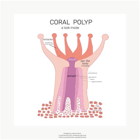 Copy of Coral Polyps Diagrams — SAVE THE CORALS