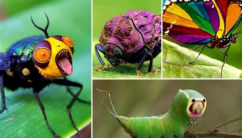 Insects 101: A Guide To The Amazing World Of Bugs