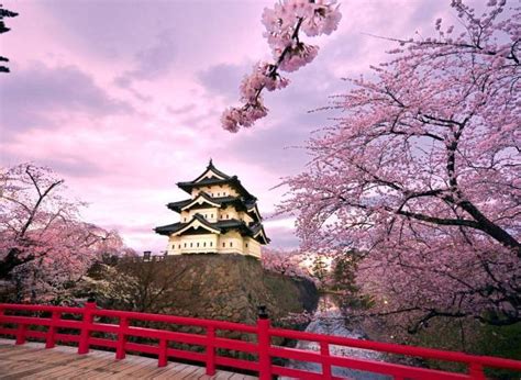 Japanese Cherry Blossom Trees Bursting Into Bloom Make Us Impatient About Our Gardens (PHOTO ...