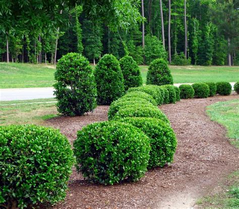 Image result for juniper bush | Trees and Bushes | Pinterest | Shrub and Planting