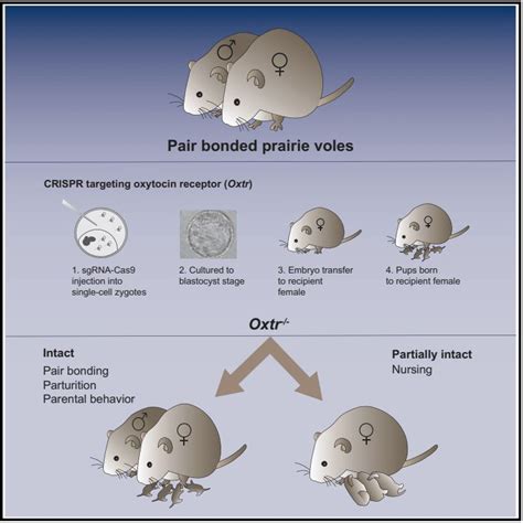 What we know about oxytocin could be entirely wrong