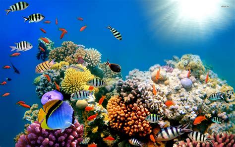 Coral Reef Screensavers & Wallpaper - WallpaperSafari