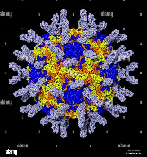 human rhinovirus 16 (HRV16 Stock Photo - Alamy