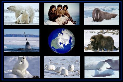 The GREEN MARKET ORACLE: Why the Fate of the Arctic Should be of Concern to Us All