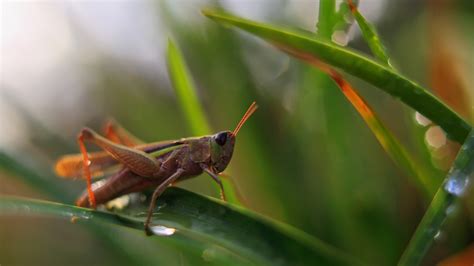 Insect Macro Wallpaper - Resolution:1920x1080 - ID:1262054 - wallha.com