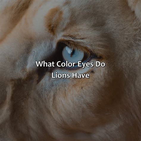 What Color Eyes Do Lions Have - colorscombo.com