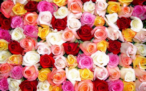 Color Roses Wallpaper HD - WallpaperSafari