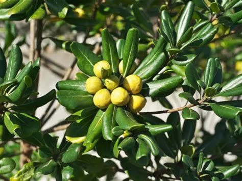 Pittosporum Hedge: 7 Ideal Pittosporum Varieties You Can Use As Hedges