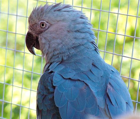 Spix's Macaw Facts, Temperament, Pet Care, Housing, Pictures | Singing ...