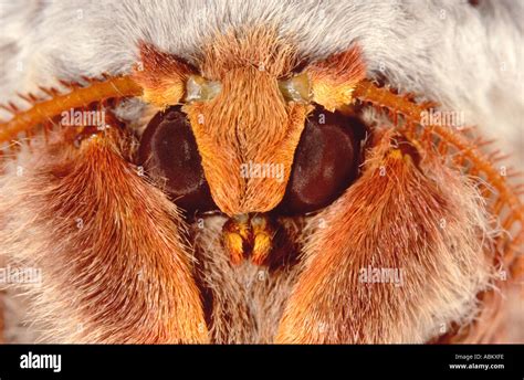 Moth face close up hi-res stock photography and images - Alamy