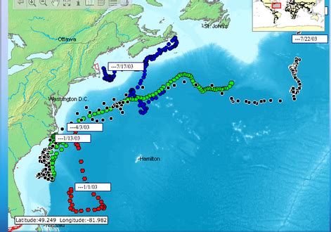 bluefin tuna migration patterns - Atlantic Bluefin Tuna