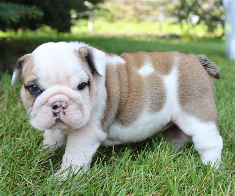 English Bulldog Puppies for Sale | Huskerland Bulldogs | AKC Registered