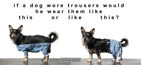 Why Do Dogs Love Wearing Clothes