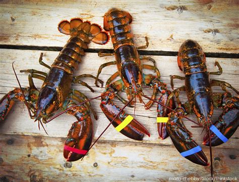 Enjoy Maine Lobster Season | Dockside Guest Quarters