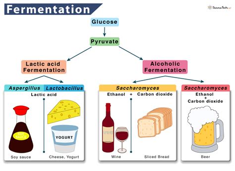 Lactic Acid Fermentation Equation