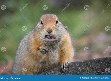 Funny northern gopher stock photo. Image of breakfast - 4620630