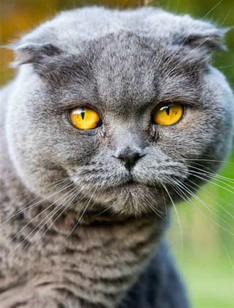 Scottish Fold Cats - A Unique & Lovable Breed