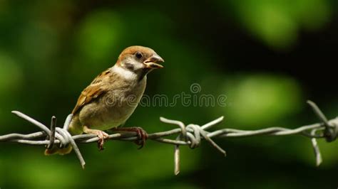 Philippine Maya Bird or Eurasian Tree Sparrow Perching on Tree Branch Pecking Rice Grains Stock ...