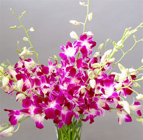 Orchid Flowers - A Close Up | Orchidaceous! Orchid Blog