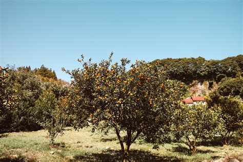 Tangerine Picking Jeju Guide: A Juicy Adventure