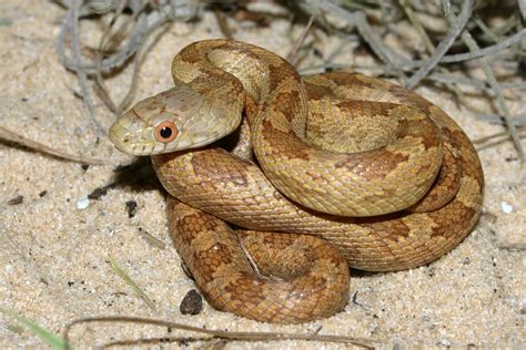 Eastern Ratsnake – Florida Snake ID Guide