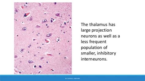 CNS normal histology