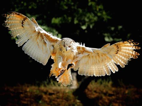 Owl Wingspan Wallpaper | Free HD Owl Downloads