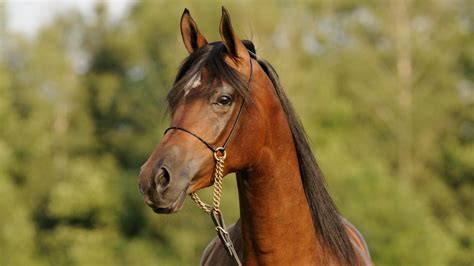 Arabian horse: the history, hallmarks and heritage of this beautiful breed