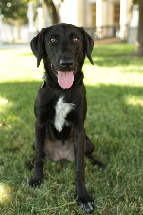 Black Lab Chihuahua Mix | Dog Breeds Picture