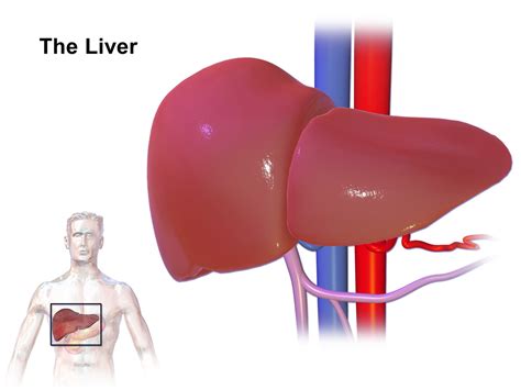 Liver pain symptoms and causes | Gastrointestinal Disorders articles | Body & Health Conditions ...