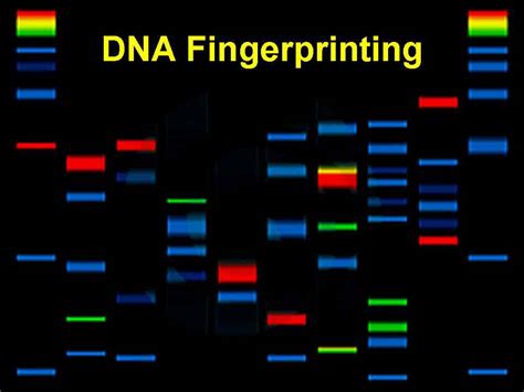 DNA Fingerprinting: Principles and Techniques of DNA Fingerprinting