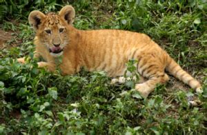 The Liger – Understanding The Hybrid Big Cats - Animal Corner