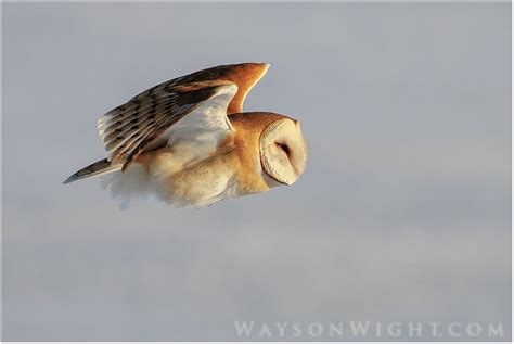 Barn Owl Hunting by tourofnature on DeviantArt