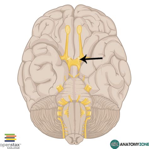 Optic Nerve • Nervous System • AnatomyZone