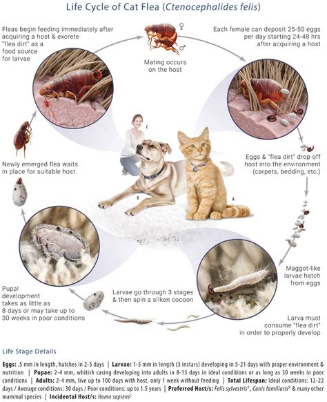 Does Flea Larvae Jump at William Oller blog