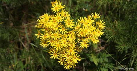 Senecio Aureus Care: Growing The Golden Ragwort