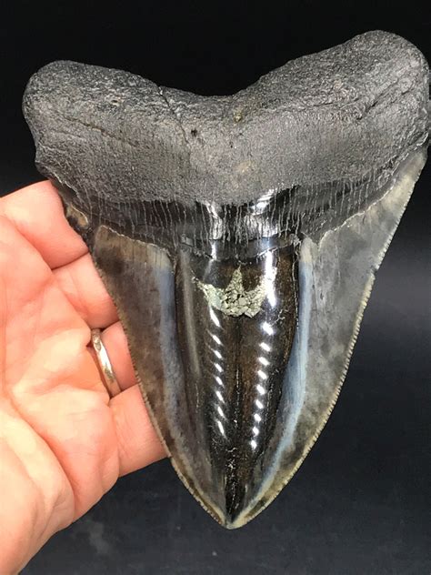 Megalodon Shark Teeth Facts